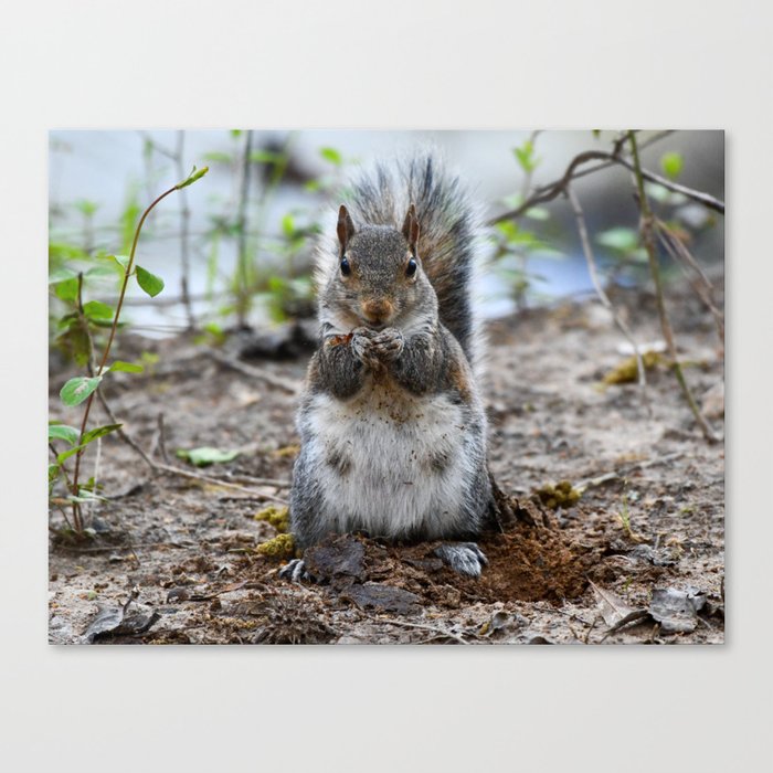 Sitting Squirrel Canvas Print