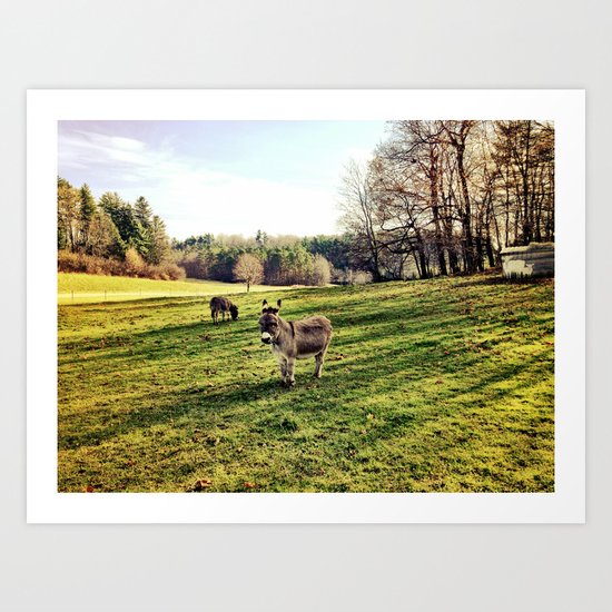 Donkey Days Art Print