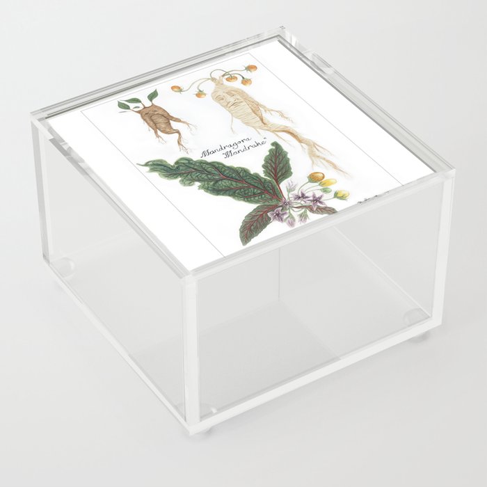 Mandrake Botanical Art Acrylic Box