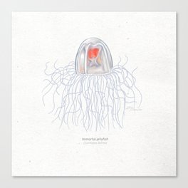 Immortal jellyfish scientific illustration art print Canvas Print