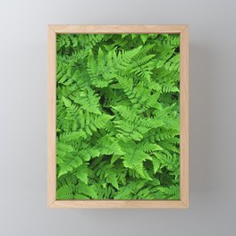 Green fern beauty Framed Mini Art Print