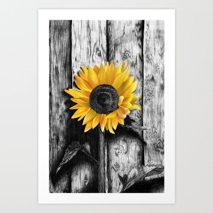 Sunflower Kunstdrucke