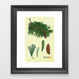 Eastern White Pine Collection Framed Art Print