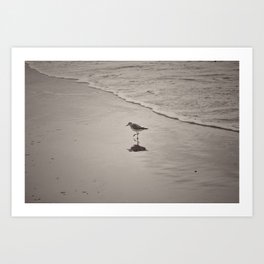 Bird on the beach Art Print