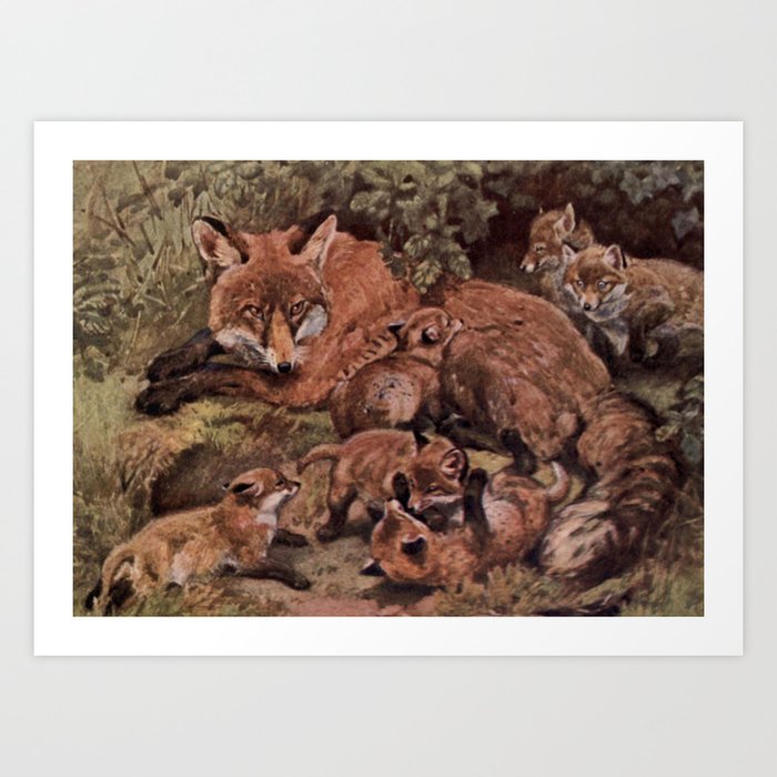 Vintage Fox And Cuba Painting 1909 Art Print By Bravuramedia
