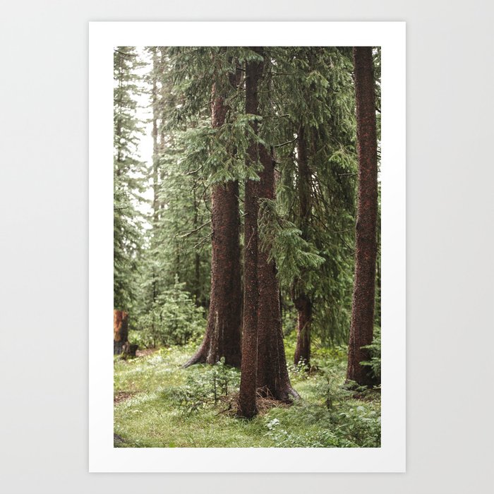 Rainy Pines Art Print