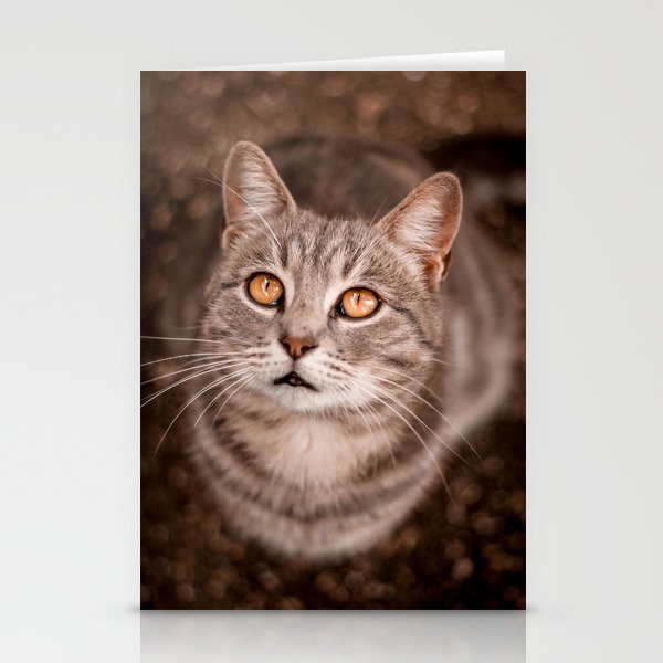 Cat looking up | Animal Stationery Cards