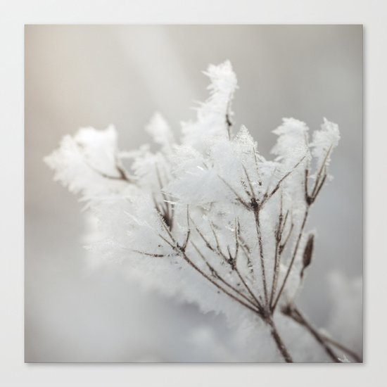 Winter macro Canvas Print