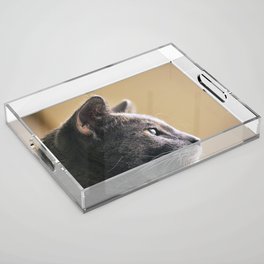 Russian Blue Cat Acrylic Tray