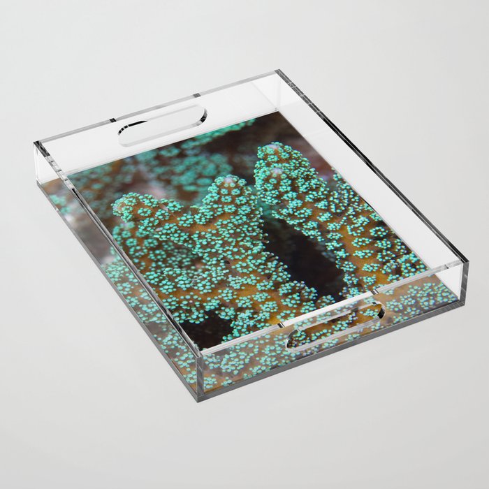 Turquoise-tipped coral Acrylic Tray