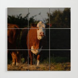 Hereford cows on Texas ranch Wood Wall Art