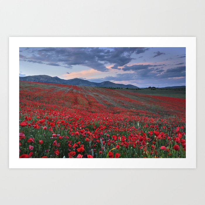 Red sea.... Spring Poppies. Sierra Arana Art Print