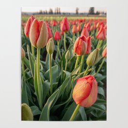Red tulips with morning dew Poster