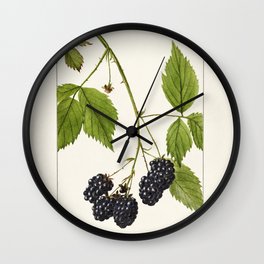 Blackberries (Rubus subg Rubus Watson) (1904) by Deborah Griscom Passmore Wall Clock