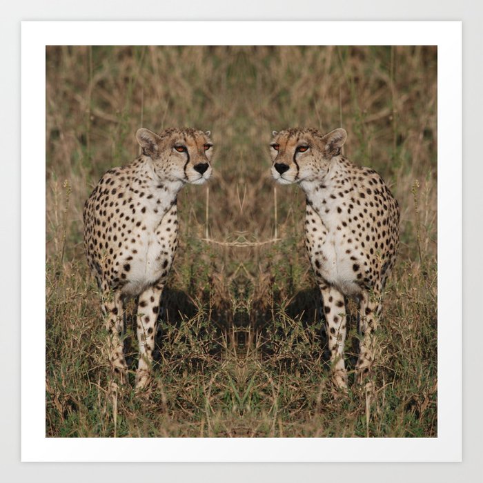 African Cheetah Art Print