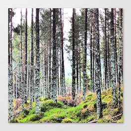 Scottish Winter Forest Scene in I Art and Afterglow  Canvas Print
