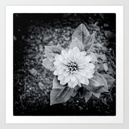 Zinnia Art Print