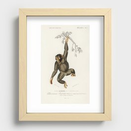 Chimpangze (Troglodyte Chimpanze) illustrated by Charles Dessalines D' Orbigny (1806-1876) Recessed Framed Print