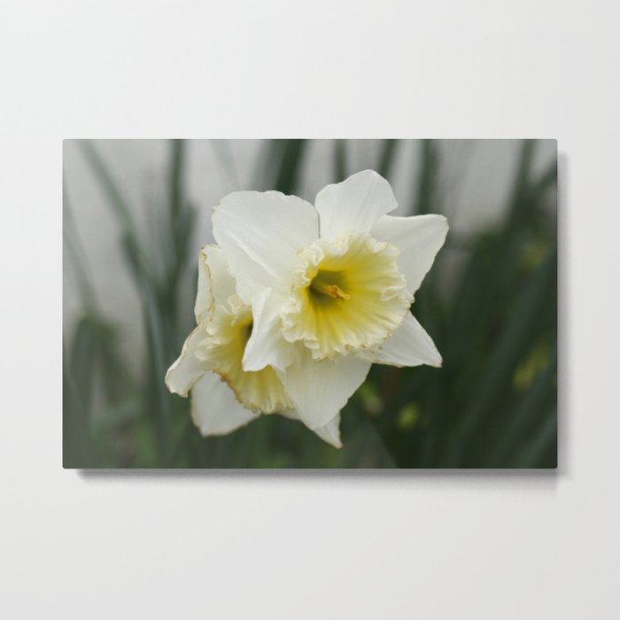 White and yellow daffodils, early spring flowers Metal Print