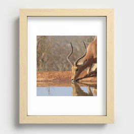 South Africa Photography - An Impala Drinking Water From A Lake Recessed Framed Print