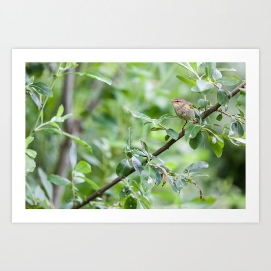 warbler Art Print