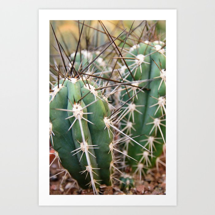 Rooftop cactus plant in Pisa Italy - nature travel photography Art Print