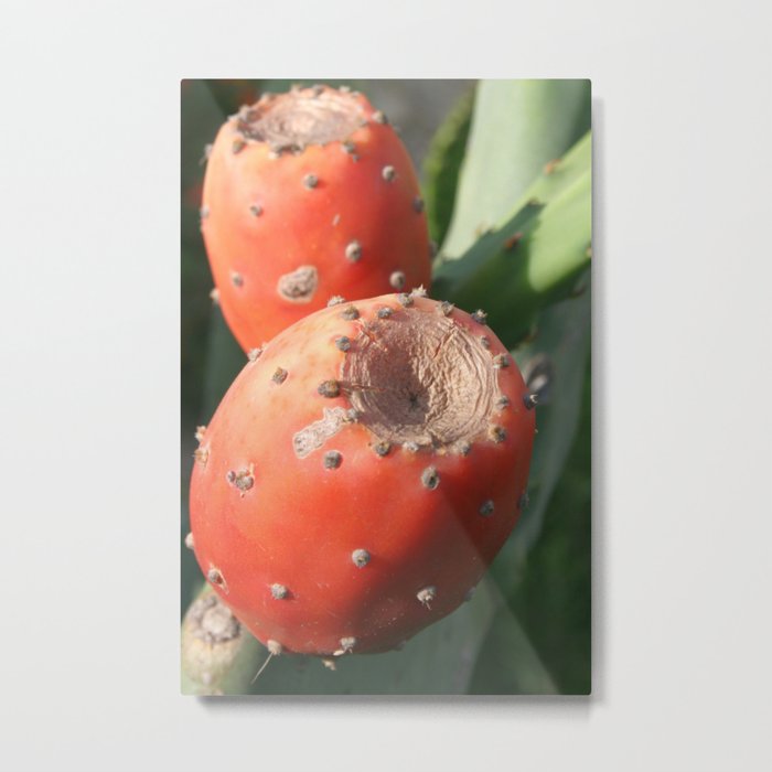Prickly Pear Cactus Fruit - Indian Fig Close Up Metal Print