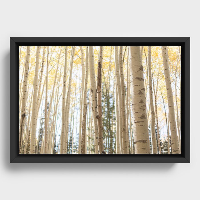 Framed Canvas