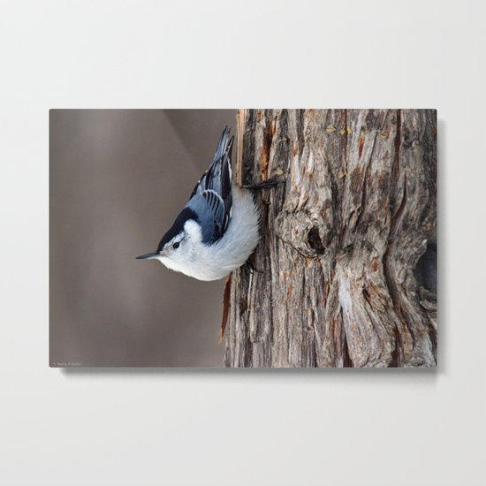 Upside Down Nuthatch Metal Print