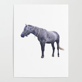 Arabian purebred stallion racehorse Poster