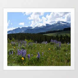 Wyoming Wildflowers Art Print