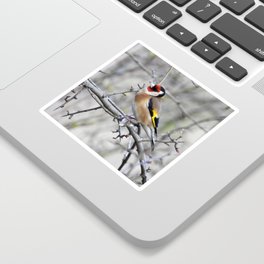 Goldfinch on branch Sticker