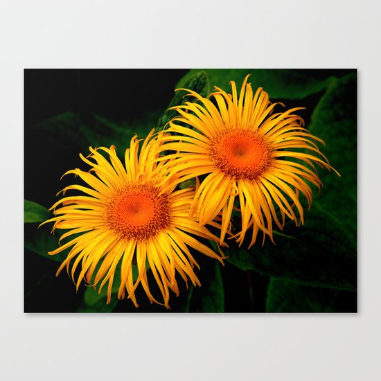 Daisy, Daisy Canvas Print