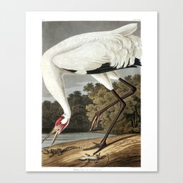 Hooping Crane (Audubon) Canvas Print