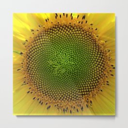 All right, Mr. DeMille, I'm ready for my close-up - Sunflower photography by Jéanpaul Ferro Metal Print | Flowers, Curated, Woodstock, Petals, Bees, Flowersinvase, Napavalley, Sunflower, Sturbridge, Sunflowers 