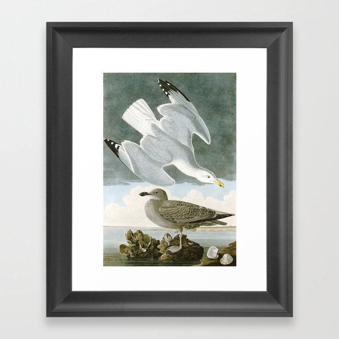 Seagulls Illustration - Birds in America Framed Art Print