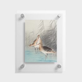 Two bar-tailed godwits (1926)  Floating Acrylic Print