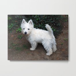 Westie Metal Print | Nikon, Terrier, Landscape, Fluffy, Fur, Animal, Uk, Greatbritian, Garden, Puppy 