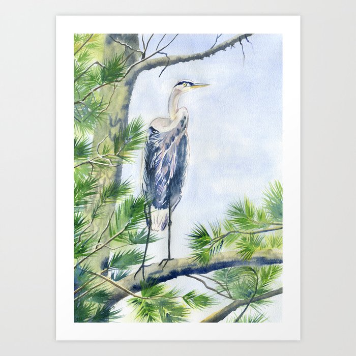 Great Blue Heron in Pine Tree  Art Print