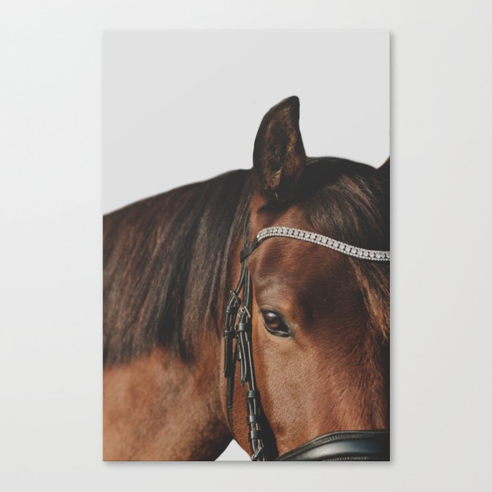 Bay Dressage Pony Portriat on a White Background Canvas Print