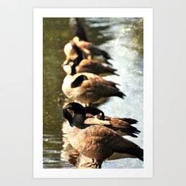 GEESE ON A LOG IN THE AFTERNOON SUN Art Print