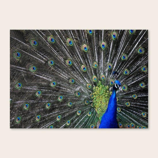 Peacock Canvas Print