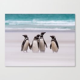 Magellanic Penguins on the Beach Canvas Print