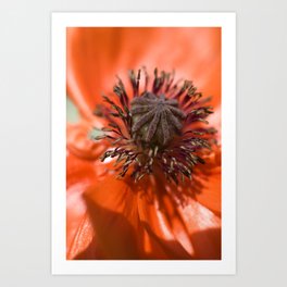 Poppy Art Print | Nature, Photo 