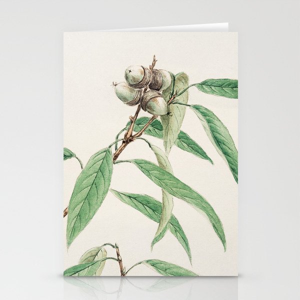 Japanese Vintage Painting of  Oak Tree -Green Botanical  Stationery Cards