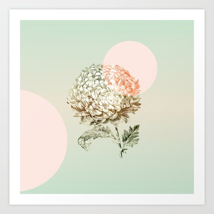 Chrysantemum Flower simple minimalist illustration Art Print