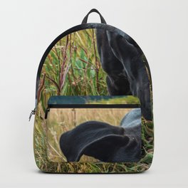 Doggy in the Field // Natural Filter Hiking by Rustic Abandoned Log Cabin Summit Colorado Backpack | Q0 Autumn Rustic, Scenic Picture View, Landscape In Winter, Natural And Earthy, Black Lab Dog Breed, Yosemite National, Vintage Wild Alaska, Mountain Mountains, Woods Photography, Painting 