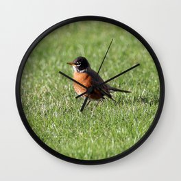 American Robin hopping in the Grass Wall Clock