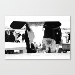 Cow Baby Canvas Print