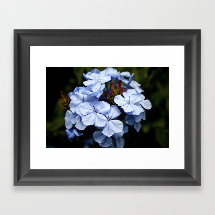 Blue Hydrangea Flowers  Framed Art Print